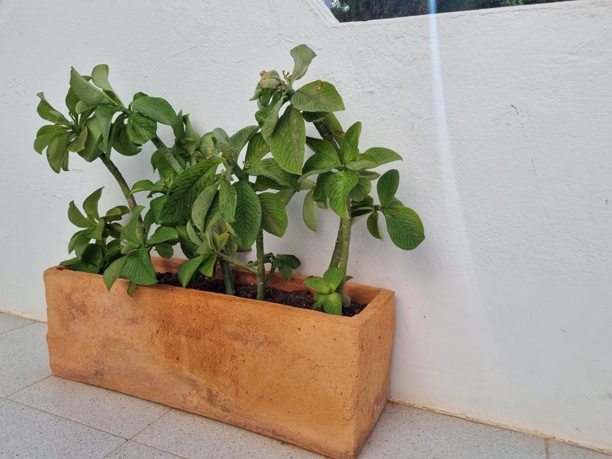 La Casa De Las Palomitas Κοραλέχο Εξωτερικό φωτογραφία